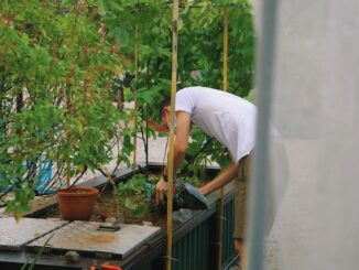 Jardinage urbain