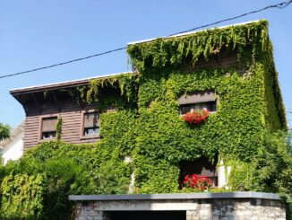 facade maison végétalisée