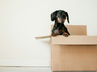 black and brown Dachshund standing in box