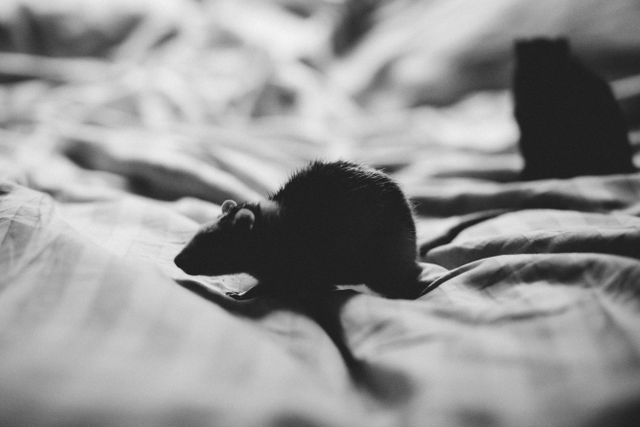 rat